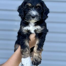 Australian Labradoodle Puppies from Grand Peaks Labradoodles