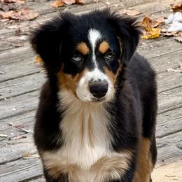 Maeve - Black tri female Miniature Australian Shepherd puppy in Patterson, North Carolina from DreamLine Aussies