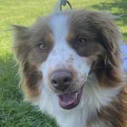 Australian Shepherds and Miniature Australian Shepherds from Wine Cup Ranch Aussies