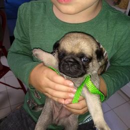 Pug Puppies from Sweetie Pie Pugs