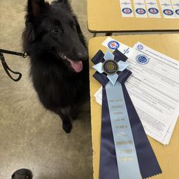 Belgian Sheepdog All Grown Up from John Busche
