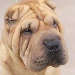 Alice - Chinese Shar-Pei