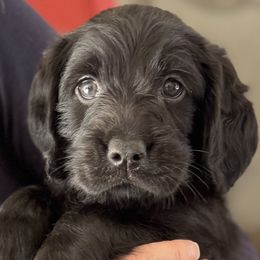 Cedar - Black male Australian Labradoodle puppy in Concord, California from Golden State Good Dogs