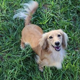 Clover - Dachshund