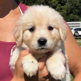 Girl 5 - Golden female Golden Retriever puppy in Graysville, Tennessee from Country Goldens and Mountain Top Cavaliers