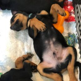 Rottweiler Puppies from Bronx Von Bridges Rottweilers