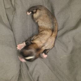 Pomeranian Puppies from Pretty Pampered Poms