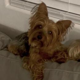 Baby - Yorkshire Terrier