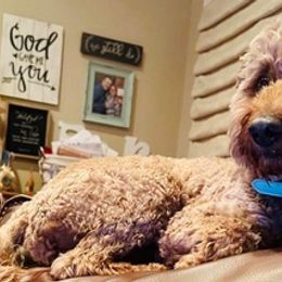 Goldendoodles from West Texas Country Doodles