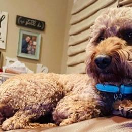 Goldendoodles from West Texas Country Doodles