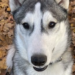 Soba - Siberian Husky
