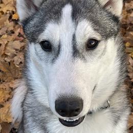 Soba - Siberian Husky