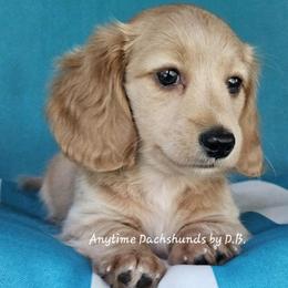 Willy 2125 - Red male Dachshund puppy in Ovett, Mississippi from Anytime Dachshunds by D.B.