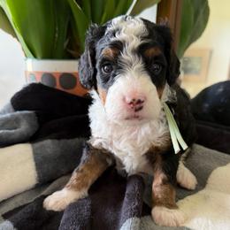 Teal Girl - Tri-color female Bernedoodle puppy in Fort Gibson, Oklahoma from Waggle Doodles