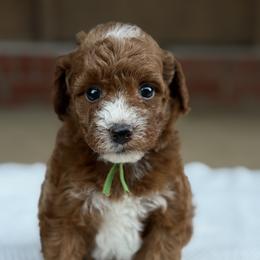 Green - Red  female Poodle puppy in West Hamlin, West Virginia from My Vision Poodles