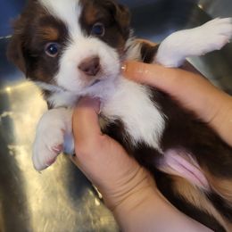 Tonks - Red tri-color female Miniature American Shepherd puppy in Troy, Ohio from Wiggle Wags Miniature American Shepherds