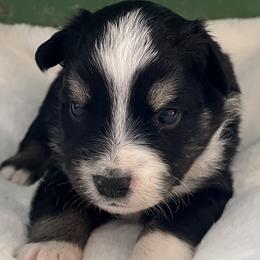 Victor - Black tri male Miniature Australian Shepherd puppy in Godley, Texas from Nana and Paws Aussies