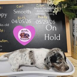 Poppy - Dapple female Dachshund puppy in Hoquiam, Washington from Heyd's Mini Dachshunds