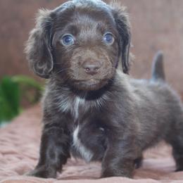 Hazel - Chocolate female Dachshund puppy in Midland, Texas from The Barefield Doxies