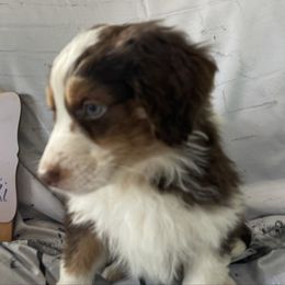 8 - Red tri-color male Aussiedoodle puppy in Tenino, Washington from Silvercreek Aussies and doodles