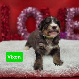 Vixen- Green collar - Blue merle male Bernedoodle puppy in Summerville, South Carolina from Channys Doodles