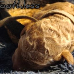 Boy 2 - Apricot Assorted Doodle Crosses puppy in Havelock, North Carolina from Pupsaddlife