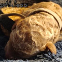 Boy 2 - Apricot Assorted Doodle Crosses puppy in Havelock, North Carolina from Pupsaddlife