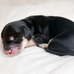 PIP - Black and cream male Dachshund puppy in Redding, California from Jean & Mae Doxies