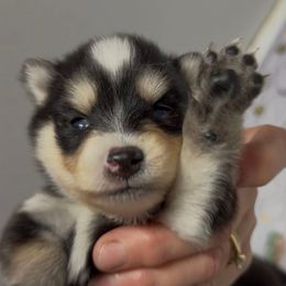 Domino - Black and white female Pomsky puppy in Spring Hill, Florida from PDQ Pomskies