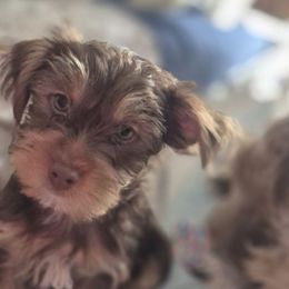 Charlie - Chocolate and tan male Yorkshire Terrier puppy in Vanderbilt, Michigan from Yorkies of Northern M.I.