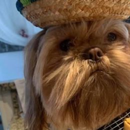 Shih Tzus from richview shihtzu