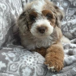 Moses - Chocolate merle male Bernedoodle puppy in Oologah, Oklahoma from Timber Hills Poodles and Doodles