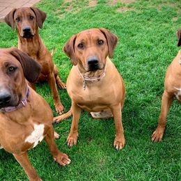 French Bulldogs and Rhodesian Ridgebacks from Diamonds In The Ruff Kennels