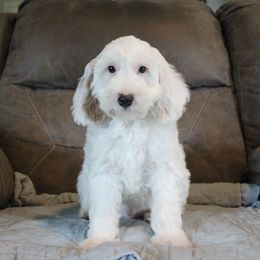 Bud - White male Australian Cobberdog puppy in Bellingham, Minnesota from Whispering Prairie Australian Cobberdog