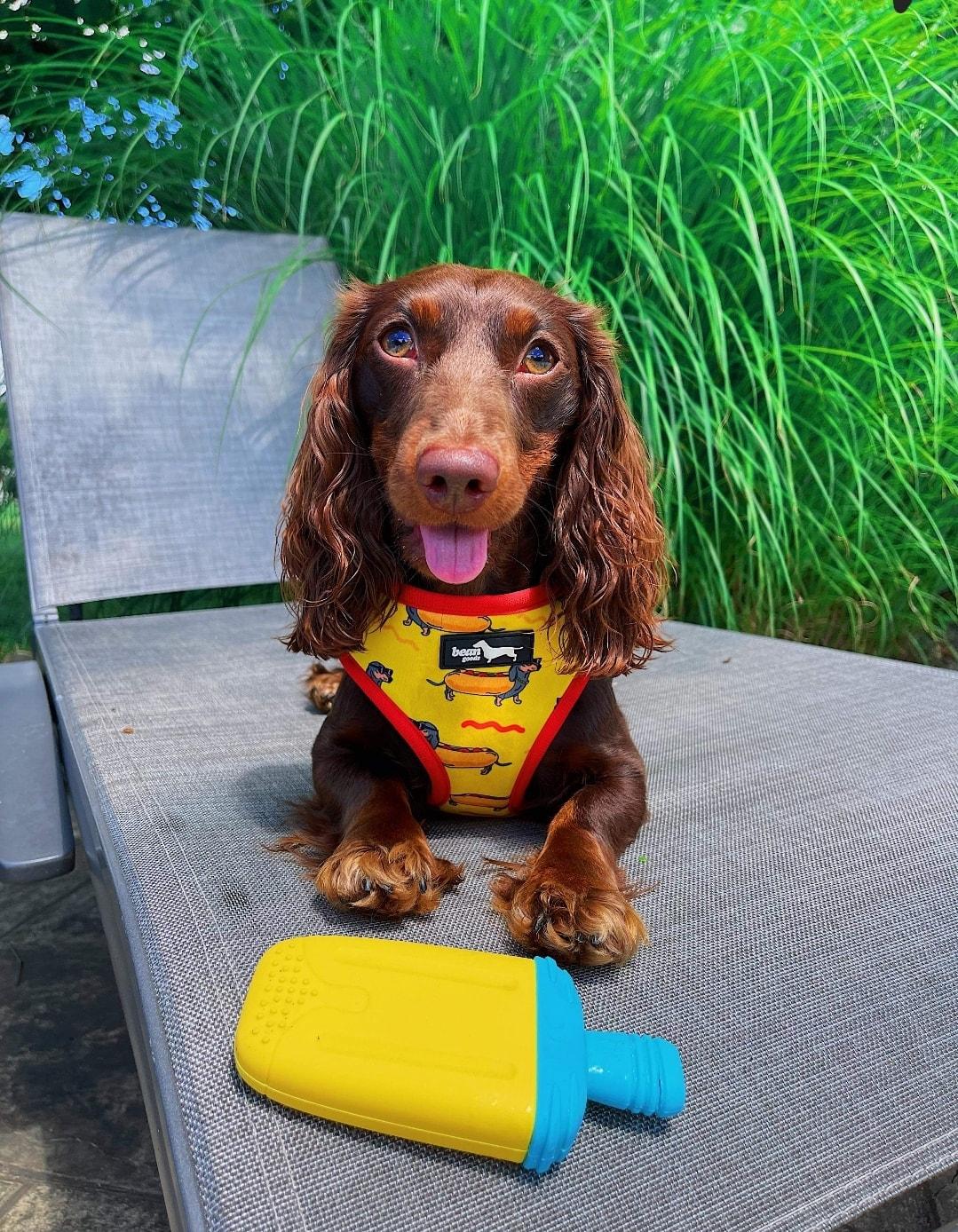 Joy's Diamond Dachshunds in Virginia | Dachshund puppies | Good Dog