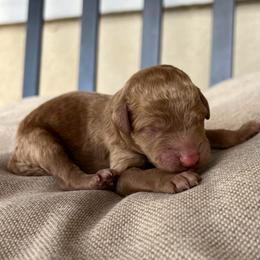 Cedar - Red  male Poodle puppy in Tucson, Arizona from Desert Doodles + Poodles