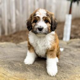 Dahlia - Mini Australian Mountain Doodle 25-30lbs - female Australian Mountain Doodle puppy in Pittsburgh, Pennsylvania from WestPenn Doodles LLC