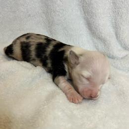 Dolly - Blue merle female Australian Shepherd puppy in Beach City, Texas from Salt N Sass Aussies