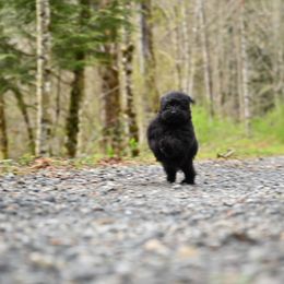 Cavapoo, Cockapoo, and Poodle Puppies from Heavenly Puppies to Love