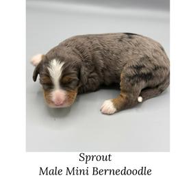 Sprout - Blue merle male Bernedoodle puppy in Royse City, Texas from Platinum Bernedoodles of Texas