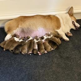 Pembroke Welsh Corgi puppies from Corgipuppystore