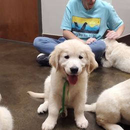 Green - Golden male Golden Retriever puppy in Madison, Alabama from The Golden Court