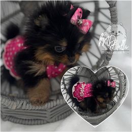 AKC Black and Tan Female - Black and tan female Pomeranian puppy in Houston, Texas from MD Bella Pomeranian