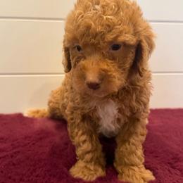 Purple Collar - Red  female Goldendoodle puppy in San Augustine, Texas from Vintage Doodles