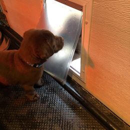 Labrador Retriever Puppies from Harvest Moon Farm