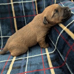 Boy 3 - Red male Irish Terrier puppy in Broadway, North Carolina from Detmore Kennels