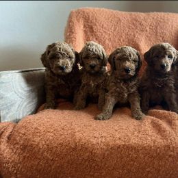 Goldendoodle Puppies from C.P. Puppy Buddies