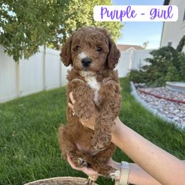 Purple - Montana - Red  female Goldendoodle puppy in Saratoga Springs, Utah from Tyler Pickens