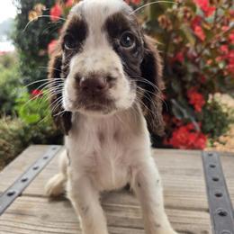 Cookie - Liver and white female English Springer Spaniel puppy in Statesville, North Carolina from BAR Z Springers