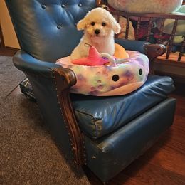 Golden Boy - White and apricot male Bichon Frise puppy in Chatham, Illinois from Bichon Frise Partnership